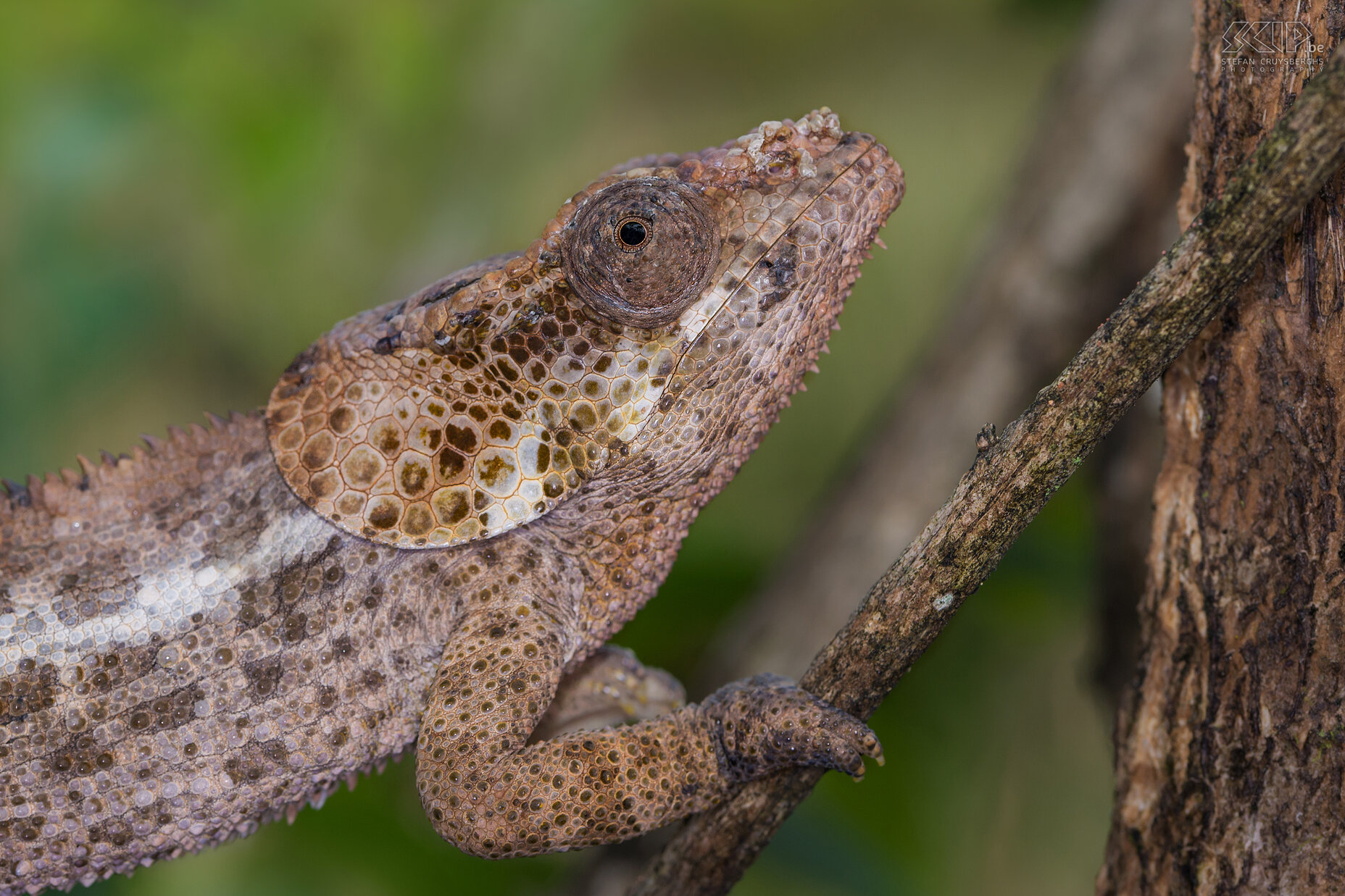 Mantadia - Korthoornkameleon  Close-up van een vrouwelijke korthoornkameleon (Short-horned chameleon, Calumma brevicorne). Mannetjes kunnen tot 35 centimeter lang worden, de vrouwtjes zijn een beetje kleiner. Deze soort heeft grote oorkwabben en de mannetjes hebben een puntneus-achtige hoorn. Kameleons zijn fantastische dieren. Elk oog kan afzonderlijk bewegen en ze hebben daardoor een gezichtsveld van 360 graden. Vele kameleons kunnen ook de kleur van hun huid veranderen. Kleurverandering bij kameleons gebeurt bij communicatie, als reactie op temperatuurwijzigingen en ook als camouflage. Stefan Cruysberghs